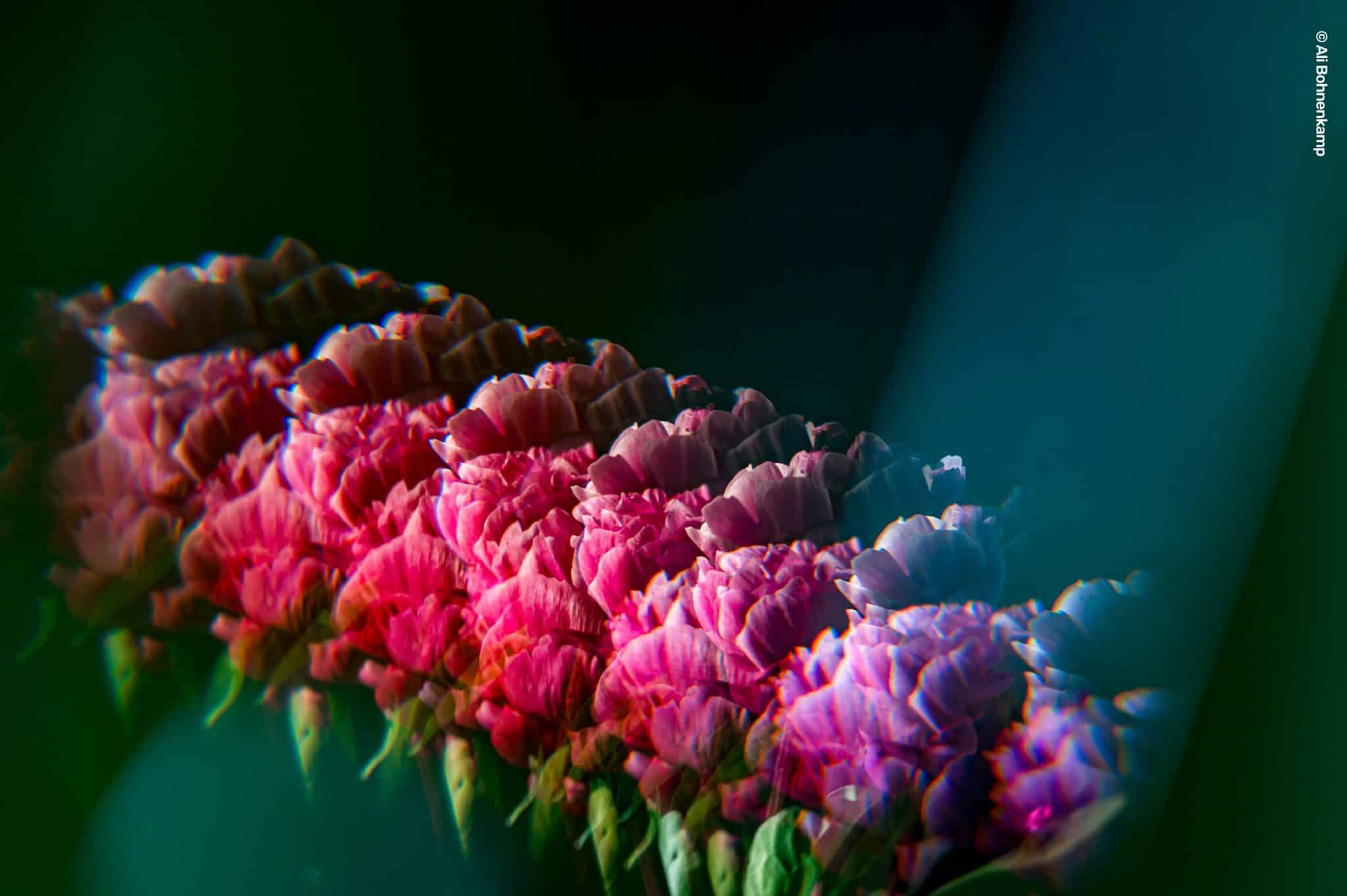 Blumenporträt mit einem Lensbaby Rainbow Filter