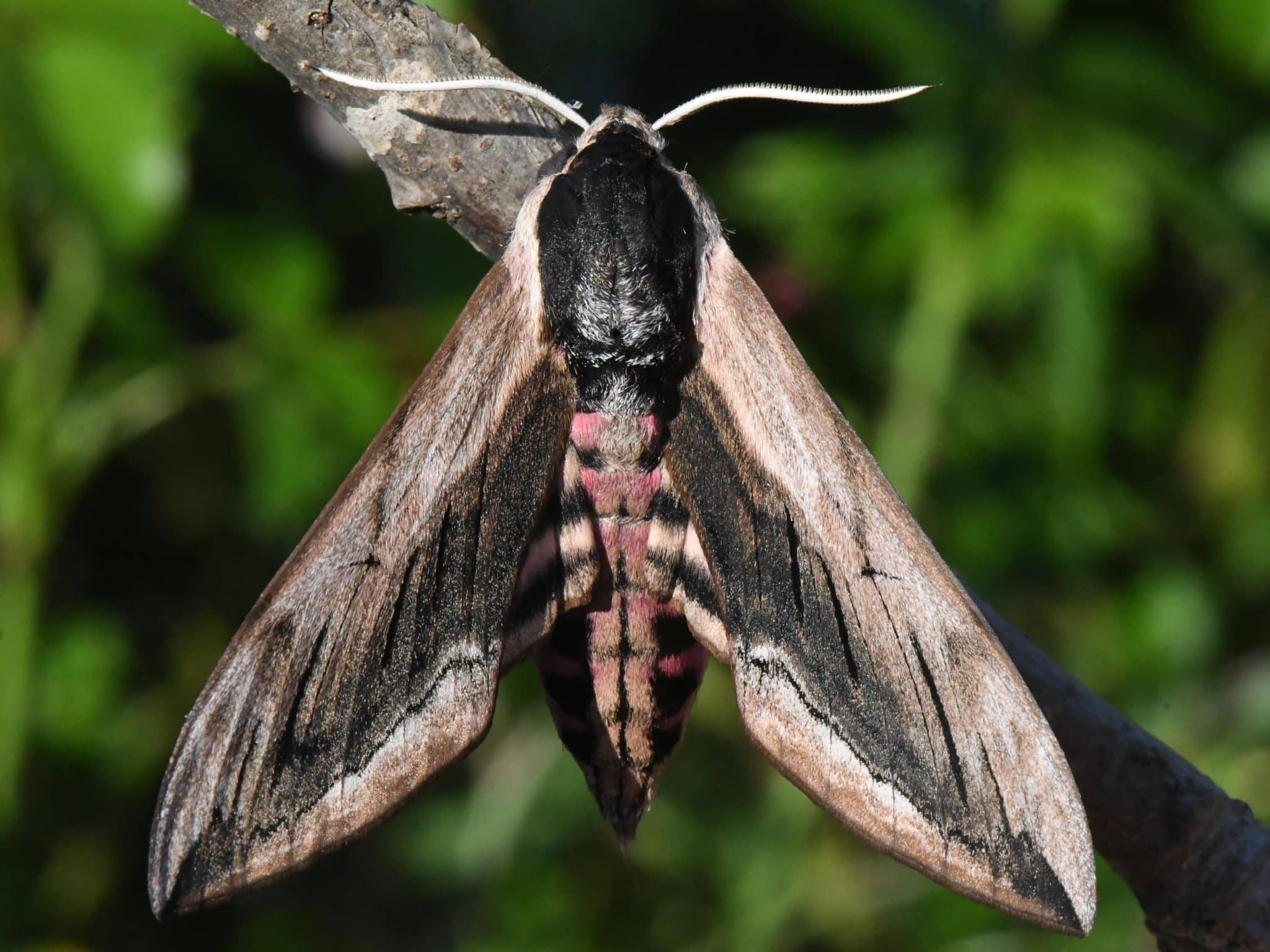 Ligusterschwärmer (Sphinx ligustri). Foto: Adobe Stock