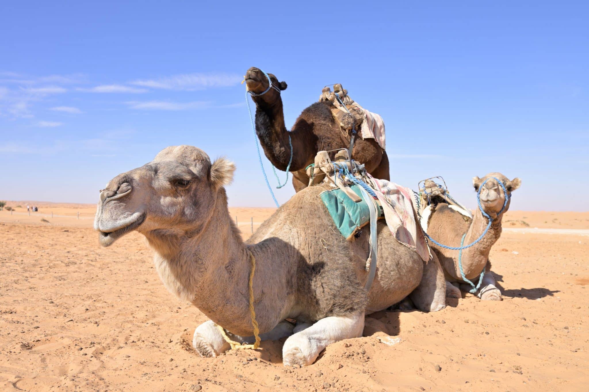 Kamele in der Wüste