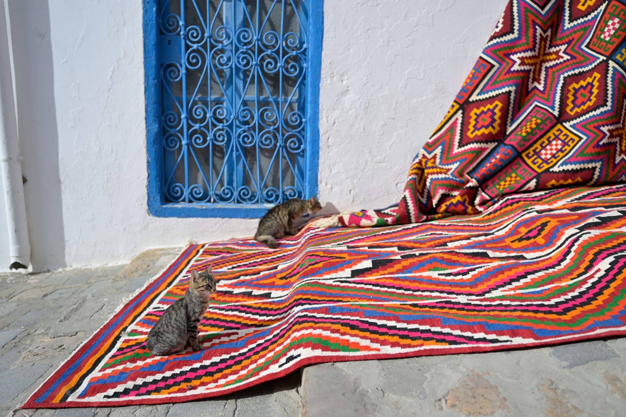 Katzen auf einem Teppich vor einem weißen Haus mit blauen Fenstern