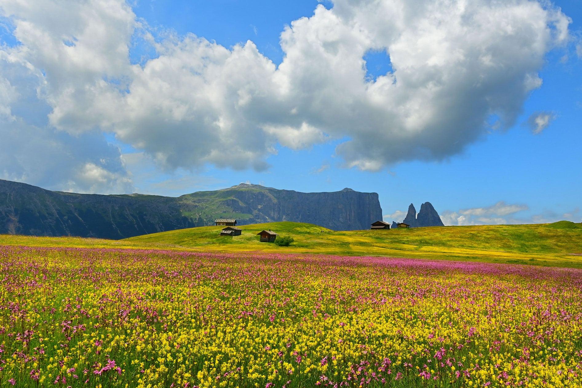 1st Place Wildflower Landscapes IGPOTY 17 (2024)
Flower Meadows of the Plateau von ALbert Ceolan