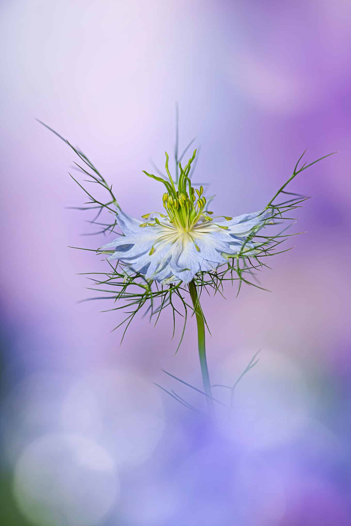 1st Place ‘The Beauty of Plants’ IGPOTY 17 (2024)
Etheral Nigella von Angi Wallace