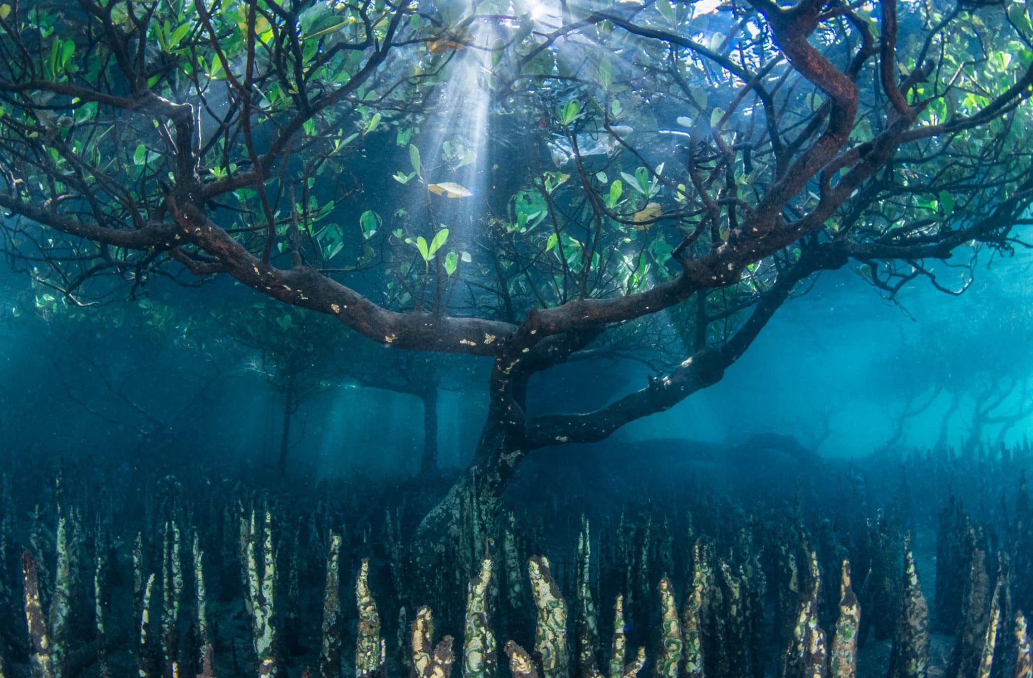 1st Place Plants & Planet - IGPOTY 17 (2024)
Mangrove Tree von Leena Roy