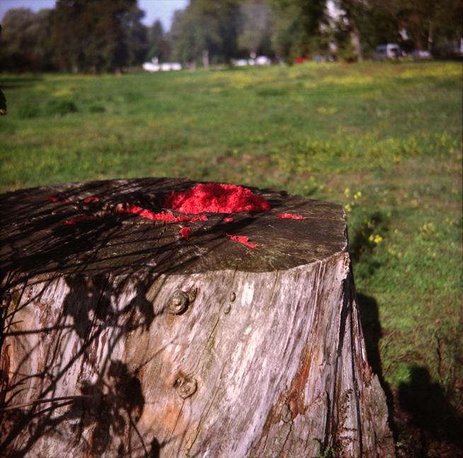 KAHLschlag III, Stereofotografie aus der Installation mit Eichenholzstereoskopen, 2019