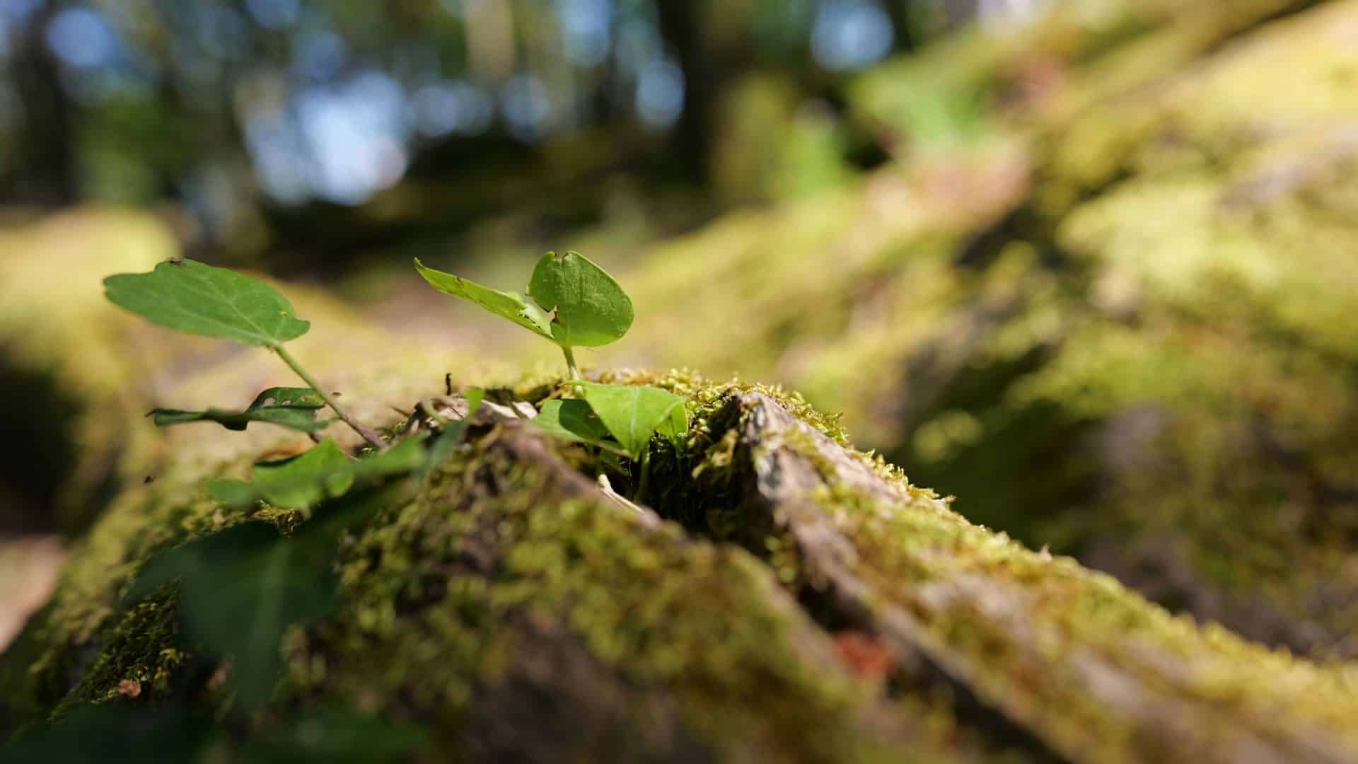 Nahaufnahme von sprießenden Blättern an einem moosüberwachsenen Baum