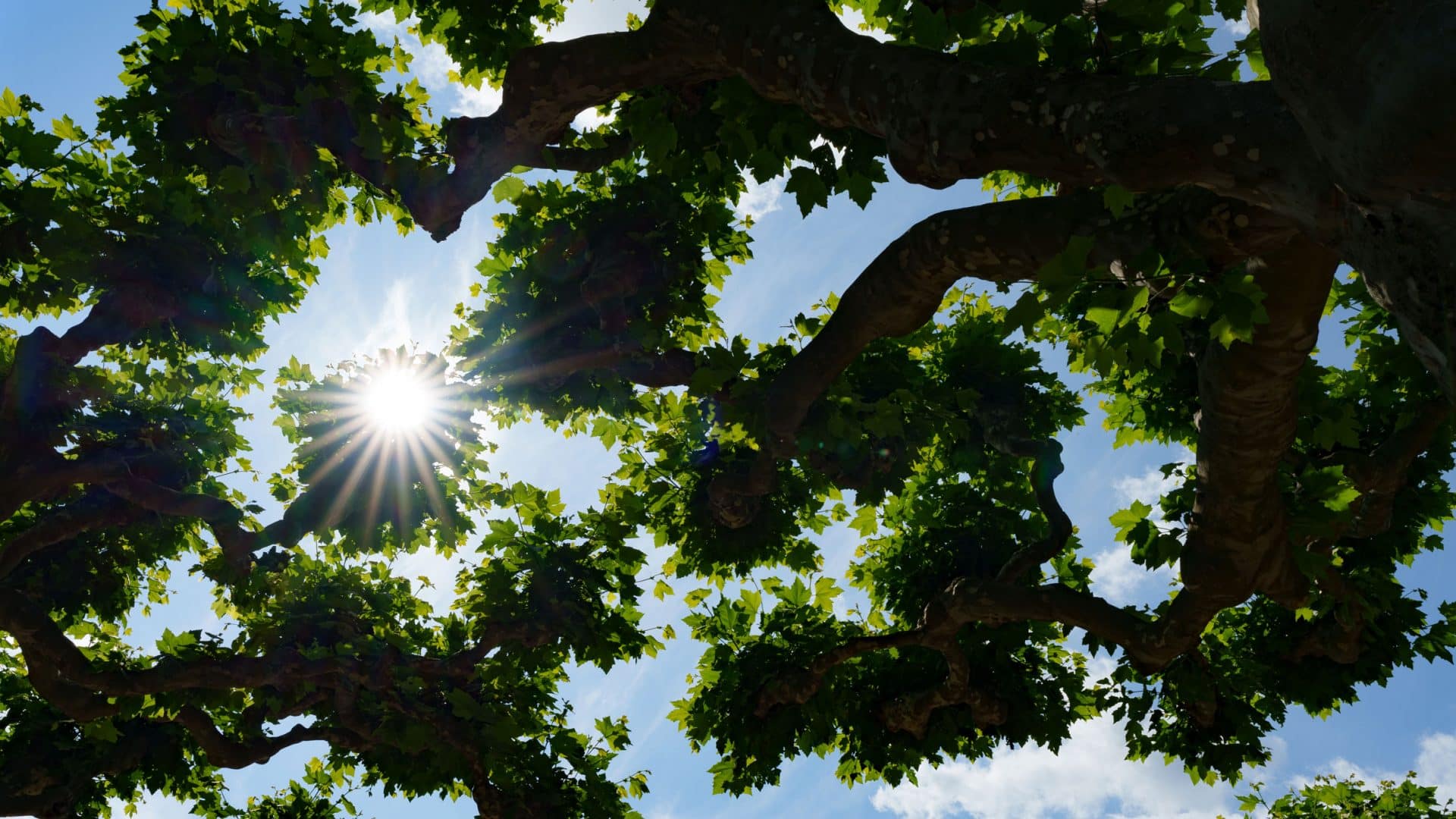 Sonnenstern durch die Baumkronen, fotografiert mit dem Sigma 28-45 mm f/1,8