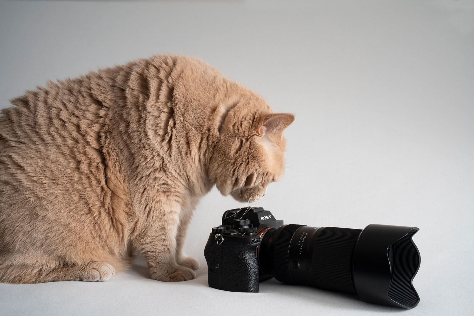 Eine Katze schnüffelt an einer Sony Kamera mit dem Tamron 50-300 mm