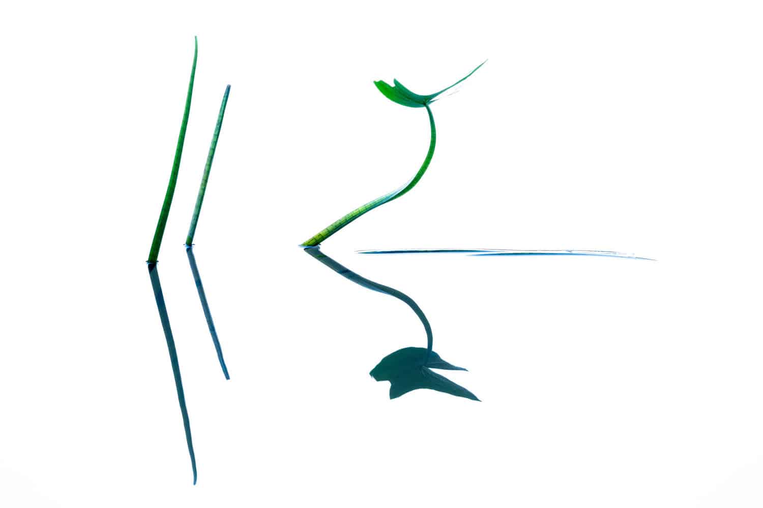 „Gewöhnliches Pfeilkraut“ von Heike Odermatt