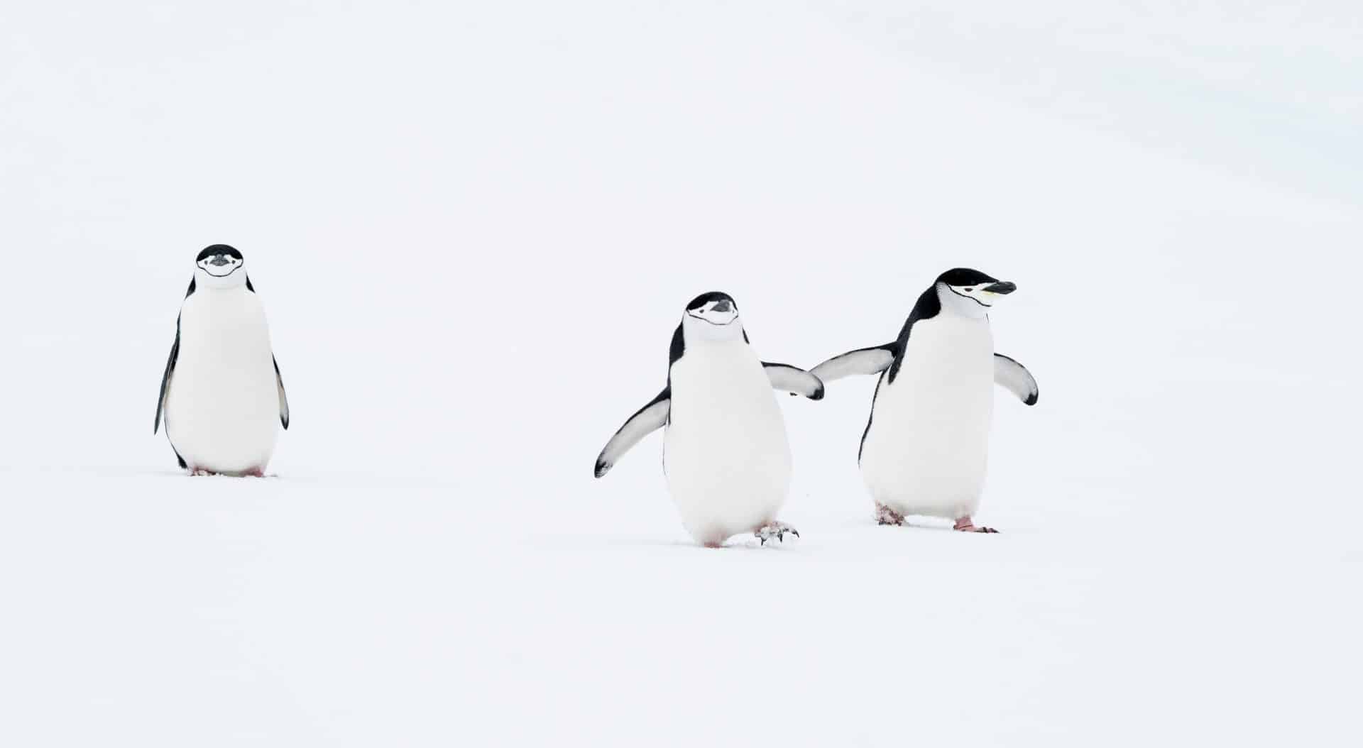 Deena Sveinsson / Die Comedy Wildlife Photography Awards 2024