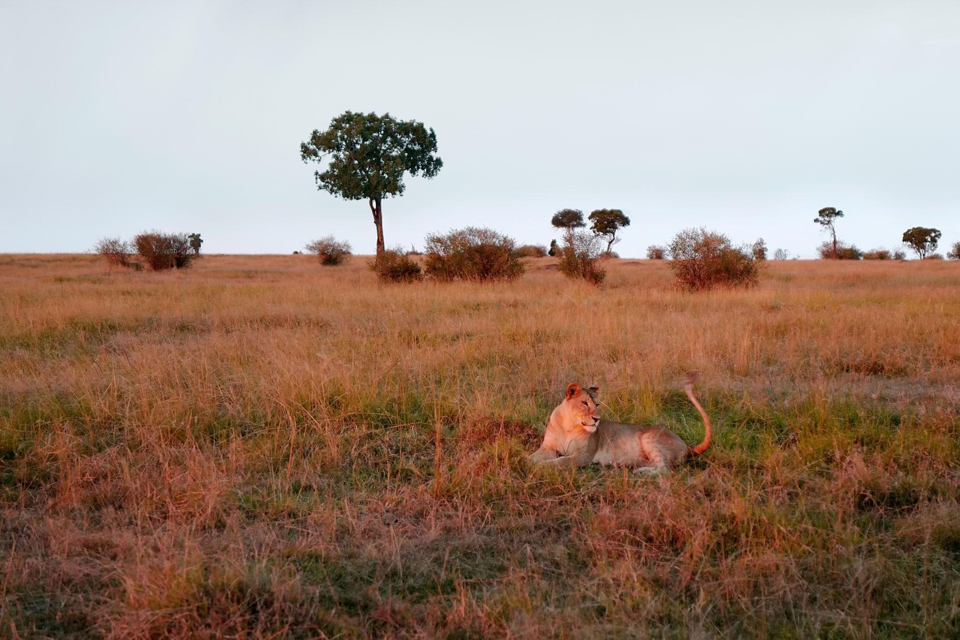 Little Wild #52, Kenya 2019 © HRH Princess Sirivannavari Nariratan