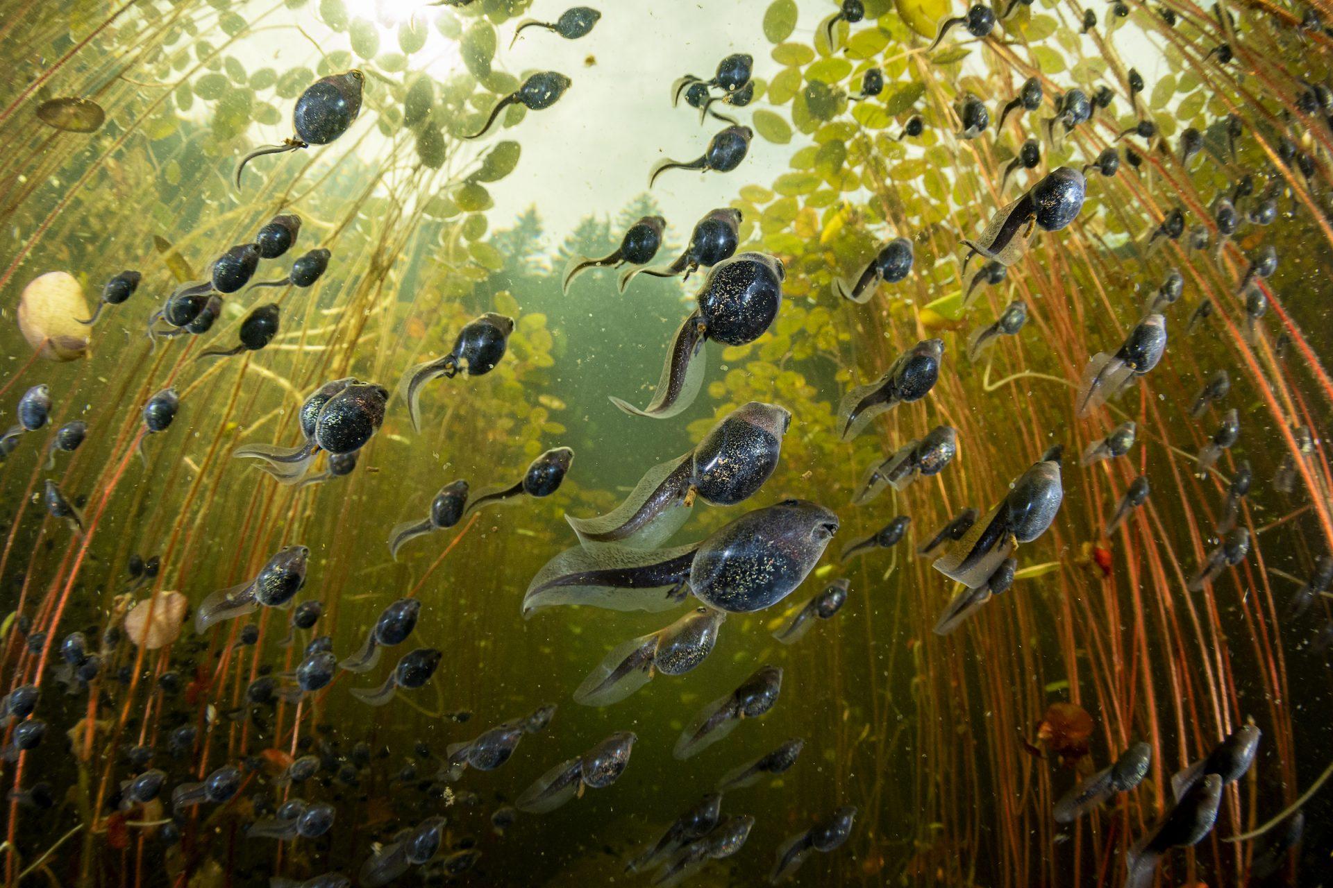 Aquatic Life: „Tadpole Migration“ von Shane Gross