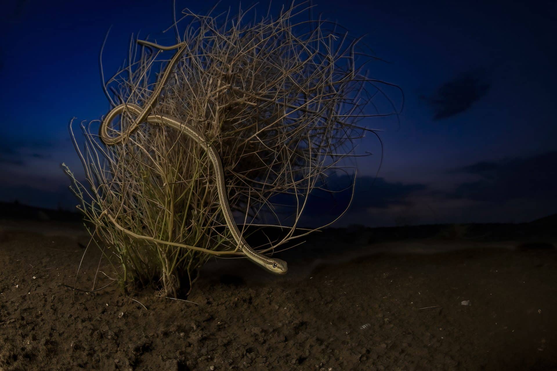 Terrestrial Wildlife: „Beauty of the Desert“ von Hema Palan