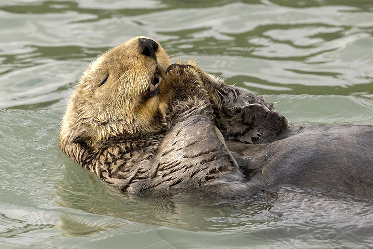 Christine Haines Titel: Meine Gebete sprechen Beschreibung: Ich besuchte den Lake Clark National Park, um Bären zu fotografieren. Dabei hatte ich die Gelegenheit, nach Duck Island zu fahren, wo ich einen Otter neben dem Boot schwimmen sah. Otter halten ihr Futter mit den Pfoten fest, so dass es aussieht, als würden sie beten. Tier: Seeotter, Ort der Aufnahme: Duck Island, Alaska