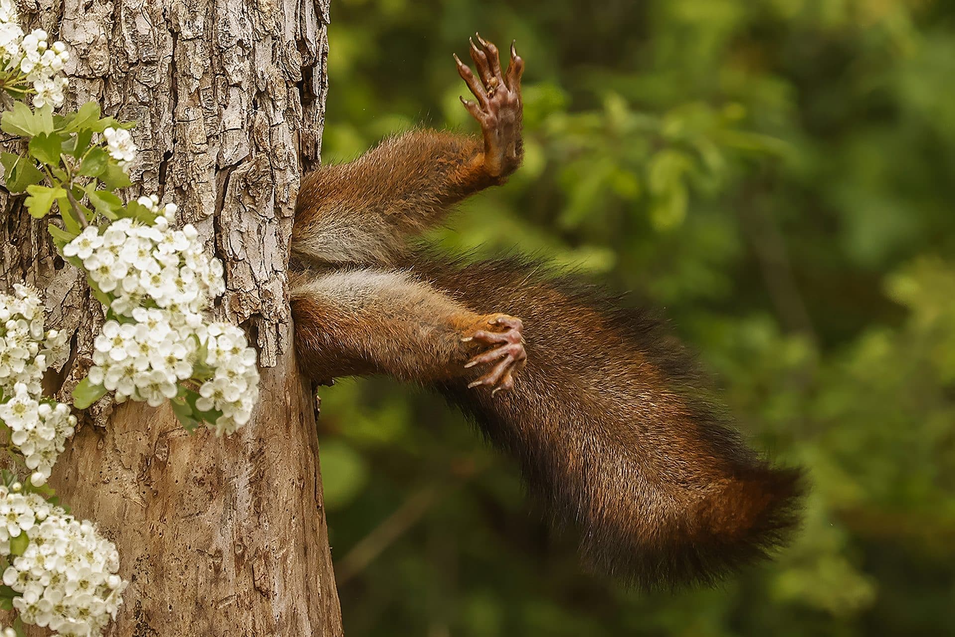 MILKO MARCHETTI, Titel: SQUIRREL...BLOCKED, Beschreibung: ALS DAS EICHHÖRNCHEN EINTRAT, ENTFERNTE ES FÜR EINEN MOMENT SEINE FÜSSE VOM STAMM, UND FÜR DIESEN MOMENT SCHIEN ES, ALS OB ES AM EINGANG DES GRABES BLOCKIERT WÄRE. Tier: SQUIRREL, Ort der Aufnahme: ITALIEN - PARCO PODERE PANTALEONE