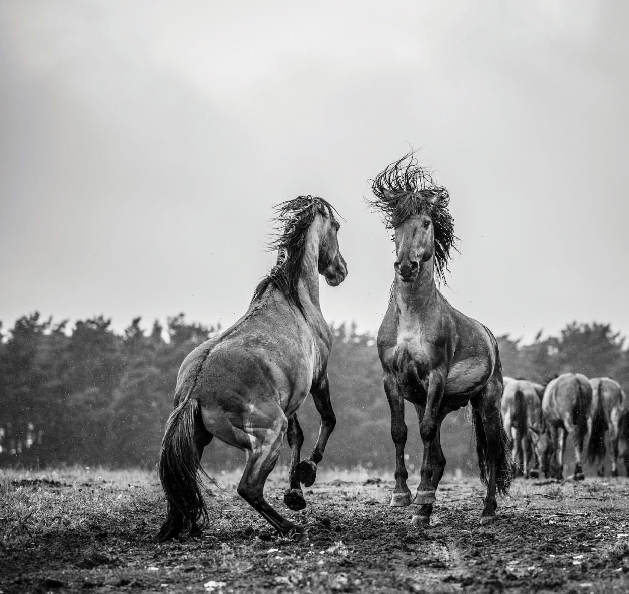 Die Hengste von Massingham Heath, Norfolk.