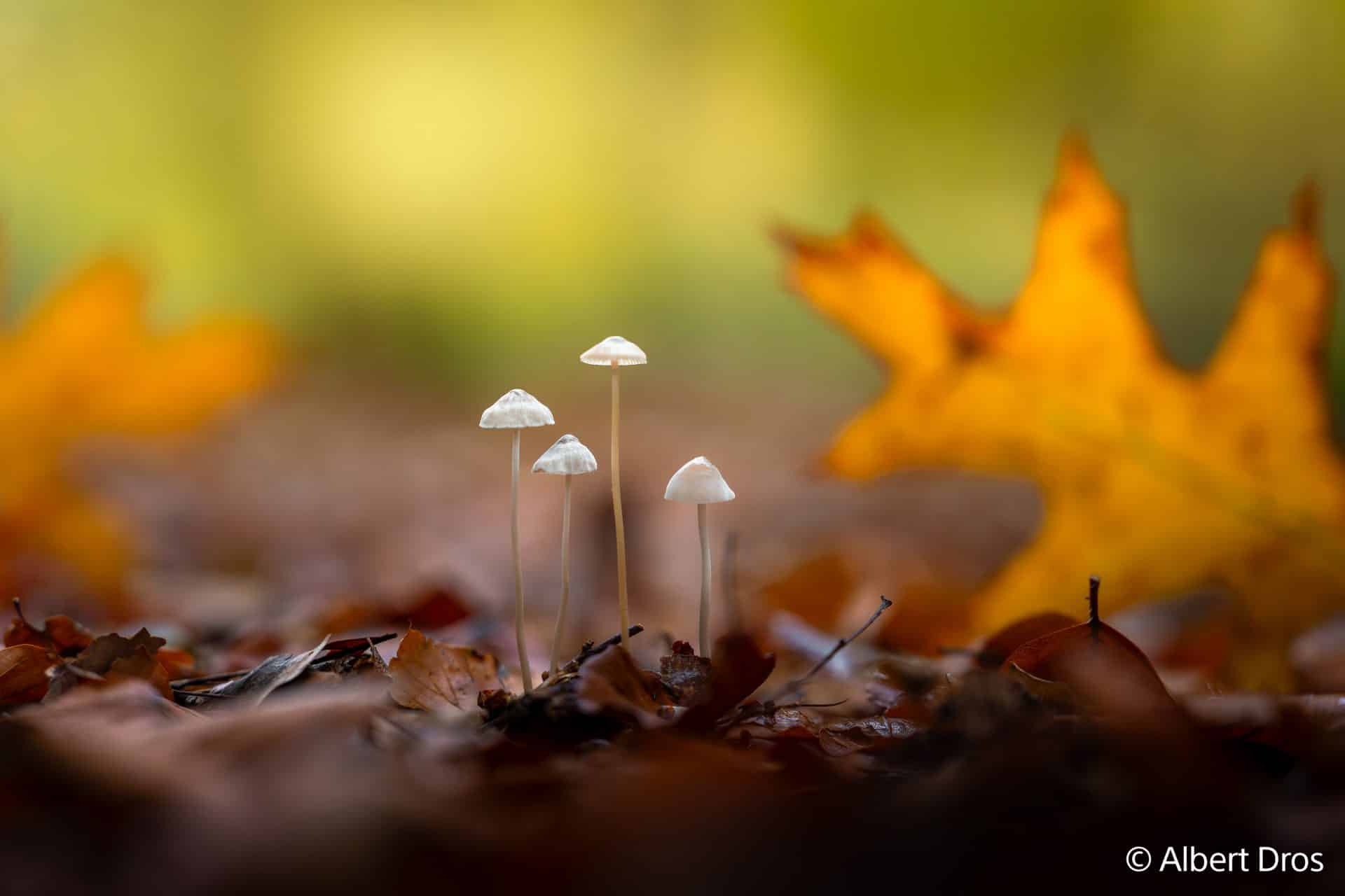 Sony präsentiert das FE 28-70mm F2 GM. Bild: Hersteller