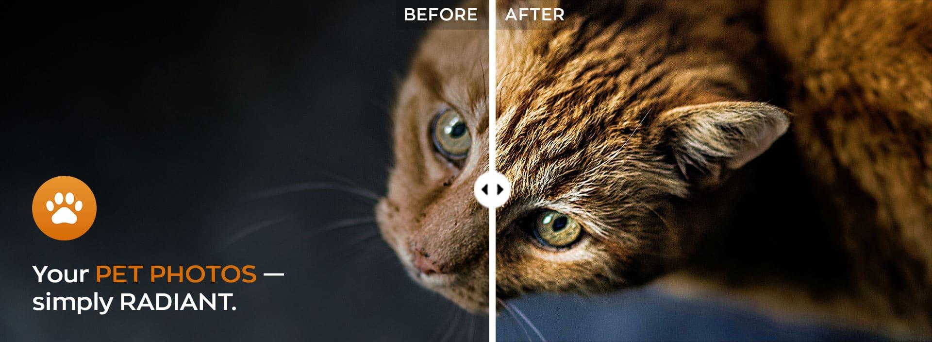 Beispielbild Radiant Photo 2 Pet Workflow