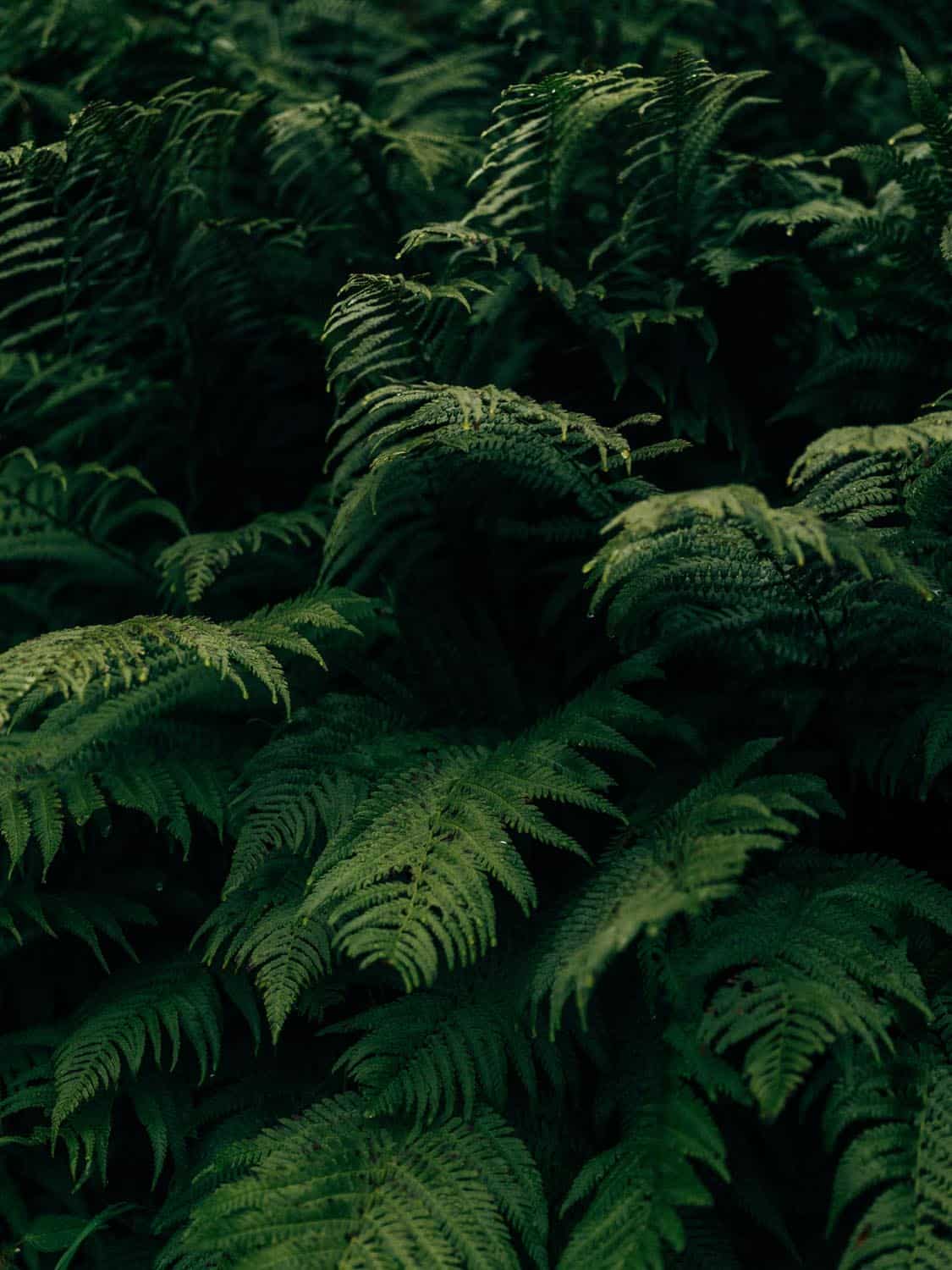 Praxisfoto mit dem GFX-System 02