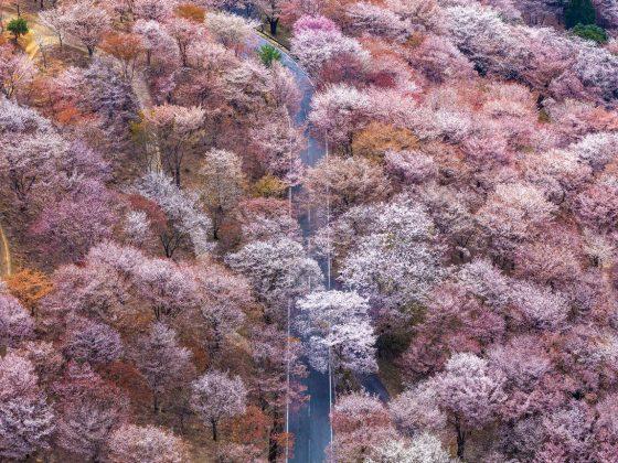 „Cascade“ Über den Wäldern bei Kirschblüte, Japan, östlich von Kyoto.