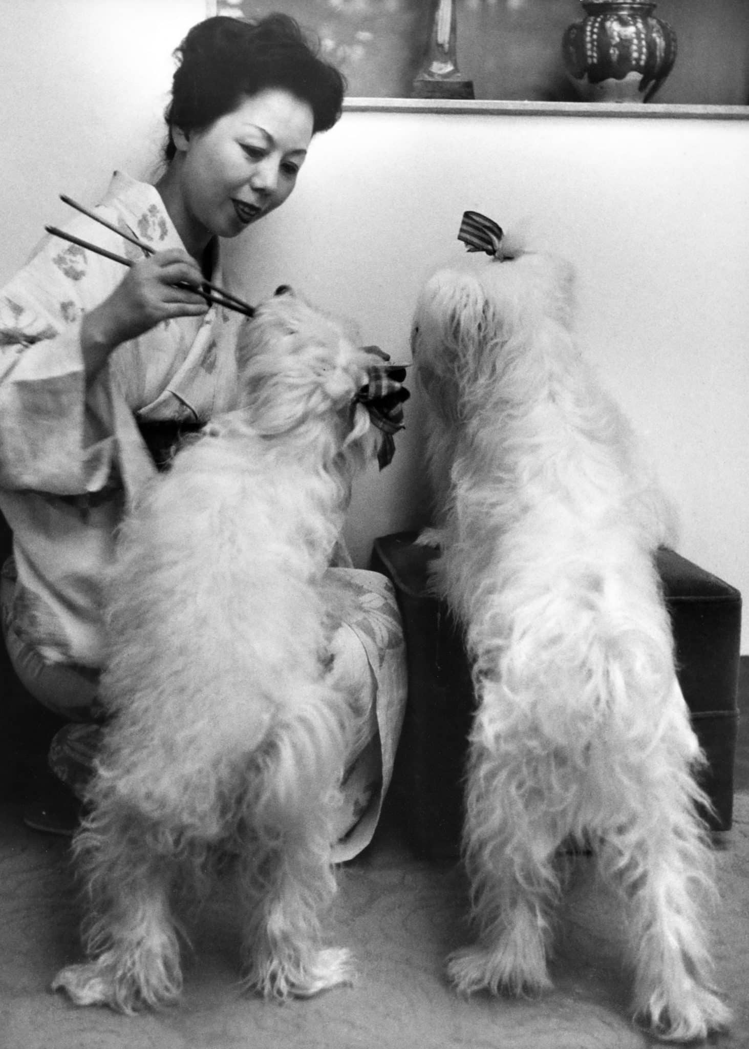 Gerti Deutsch, Wife of wellknown painter in Western style home feeds her Italian dogs with chopsticks, Japan, 1960 © Fotohof