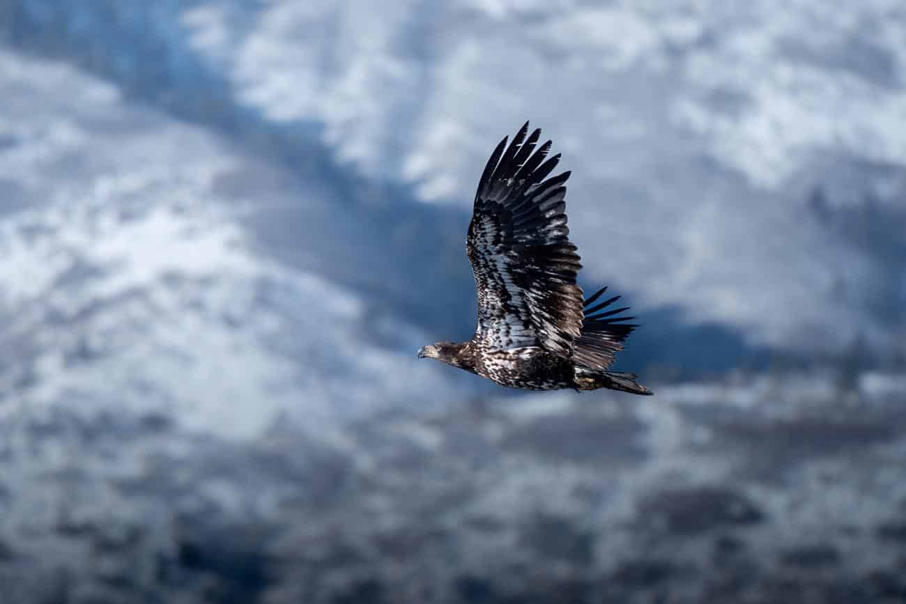 Praxisfoto mit dem M.ZUIKO DIGITAL ED 100-400 mm F5.0-6.3 IS II