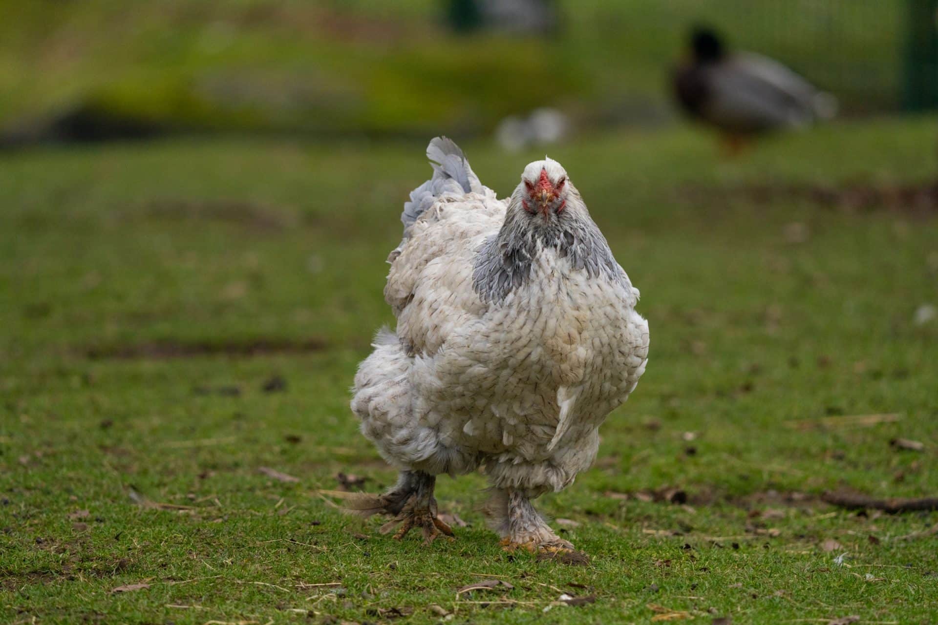 Praxisfoto mit dem Sony FE 400-800mm F6.3-8 G OSS 01